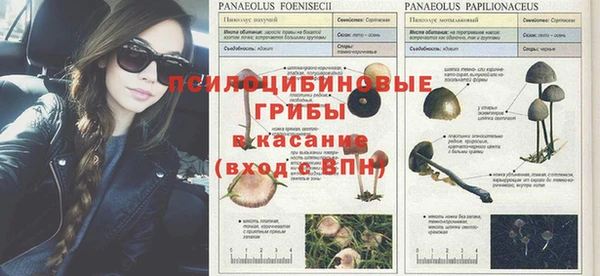 прущие грибы Армянск